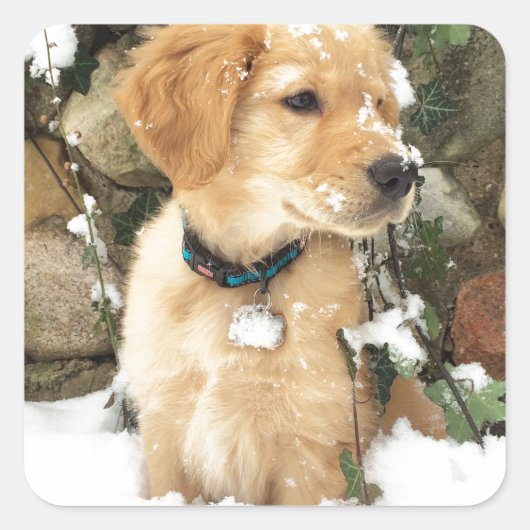 雪の子犬 スクエアシール (正面)