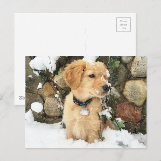 雪の子犬 ポストカード (正面/裏面)