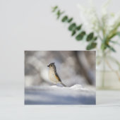 雪の小さな鳥 ポストカード (スタンド正面)