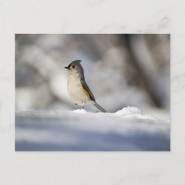 雪の小さな鳥 ポストカード