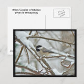 雪の嵐で黒帽をかぶった《鳥》アメリカゴガラ ポストカード (正面/裏面)