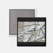 雪の嵐で黒帽をかぶった《鳥》アメリカゴガラ マグネット (正面/裏面)