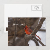 雪の嵐 カーディナル 感謝のポストカード ポストカード (正面/裏面)