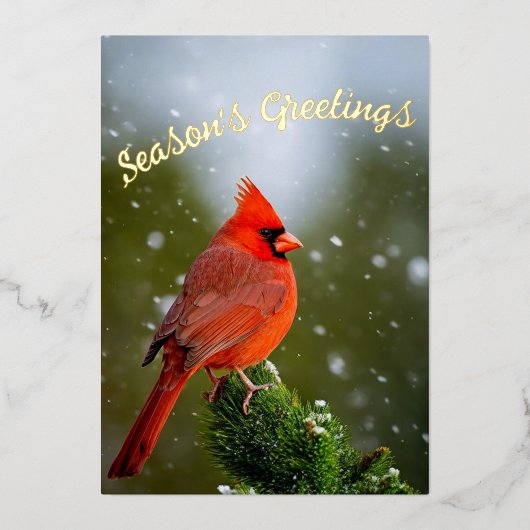 雪の常緑樹の季節の挨拶(鳥)ショウジョウコウカンチョウ 箔シーズンカード (正面)