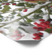 雪の後にヒイラギの木に避難するロビン フォトプリント            (角)