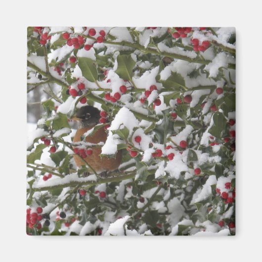 雪の後のセイ�ョウヒヨドリのモチノキの木の下での避難 マグネット (正面)