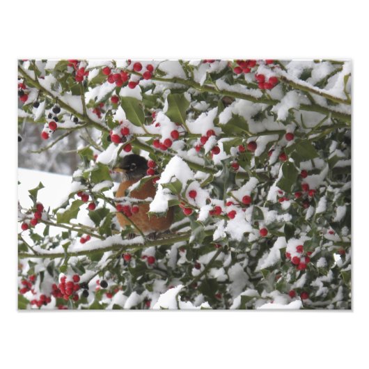 雪の後のセイ� robin がヒイラギの木にかくまわれる フォトプリント (正面)