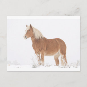 雪の微笑のPalominoの馬 ポストカード