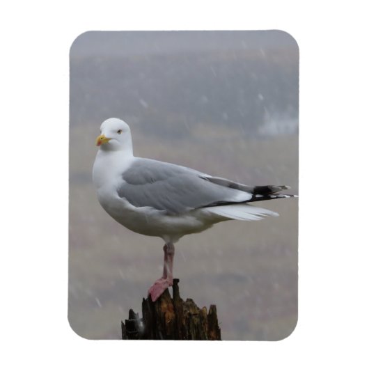 雪の情景のカモメ - 鳥の写真撮影 - 自然 マグネット (縦)