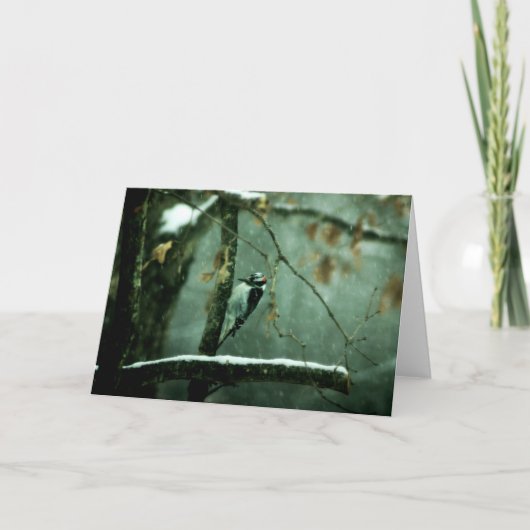 雪の挨拶状のキツツキ カード (正面)