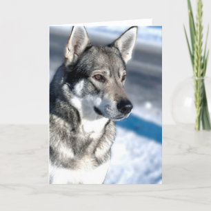 雪の挨拶状のハスキー カード