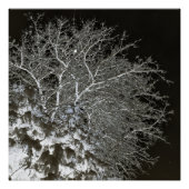 雪の木の枝フォトネガティブ ポスター (正面)