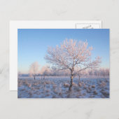 雪の木 ポストカード (正面/裏面)
