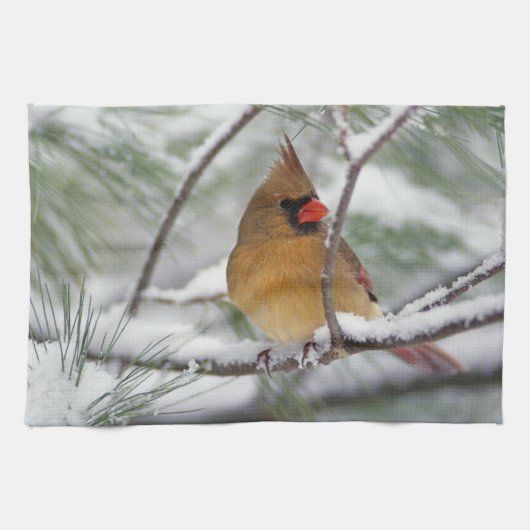 雪の松の木にいるメスのショウジョウコウカンチョウ、 キッチンタオル (横)