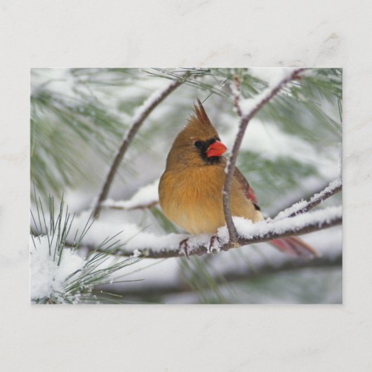 雪の松の木にいるメスのショウジョウコウカンチョウ、 ポストカード (正面)