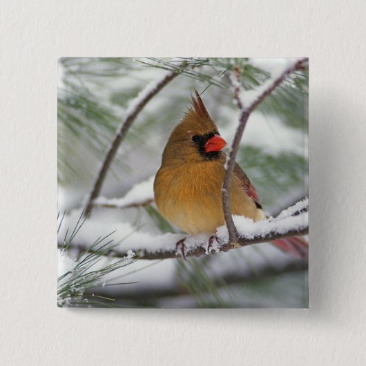 雪の松の木にいるメスのショウジョウコウカンチョウ、 缶バッジ (正面)