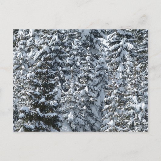 雪の松の木のテクスチャ ポストカード (正面)