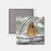 雪の松の木の上のメスのショウジョウコウカンチョウ、 マグネット (正面/裏面)