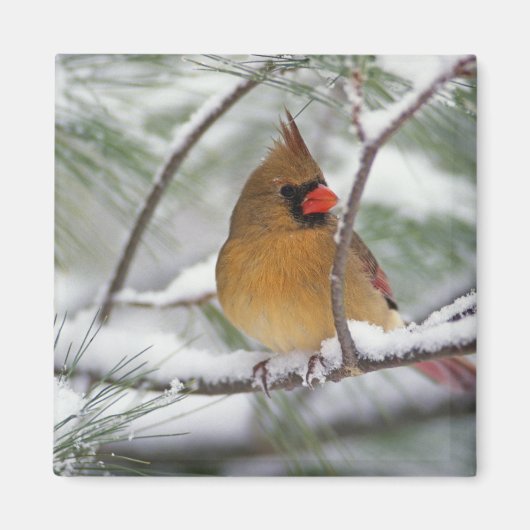 雪の松の木の上のメスのショウジョウコウカンチョウ、 マグネット (正面)