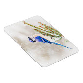 雪の松の木の中の青いカケス マグネット (右側)