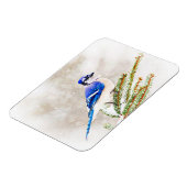 雪の松の木の中の青いカケス マグネット (左側)