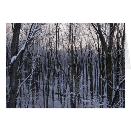 雪の森 (正面横)