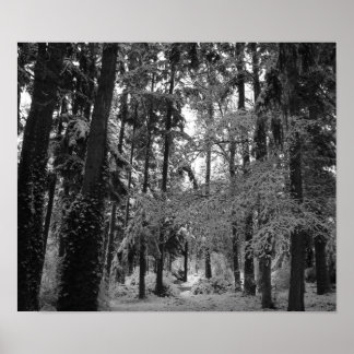 雪の森 ポスター