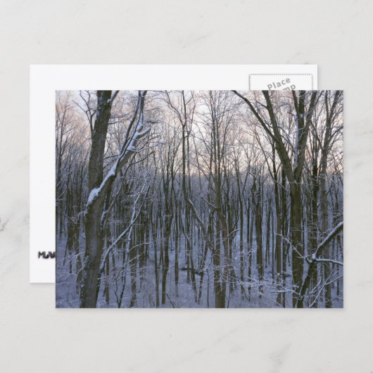 雪の森 ポストカード (正面/裏面)