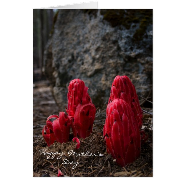 雪の母の日 (正面)