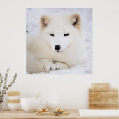 雪の白い北極キツネ ポスター (キッチン)