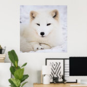雪の白い北極キツネ ポスター (ホームオフィス)