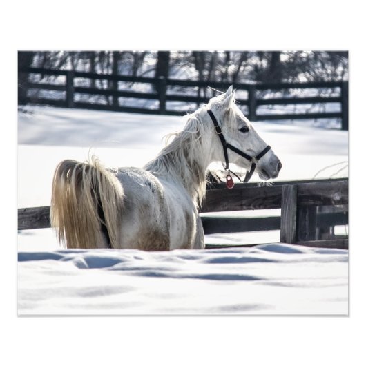 雪の白い馬 フォトプリント            (正面)