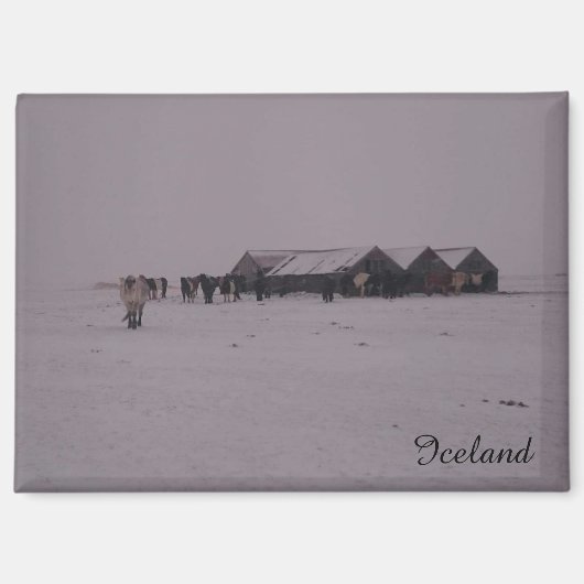 雪の磁石にアイスランドの馬 マグネット (正面)