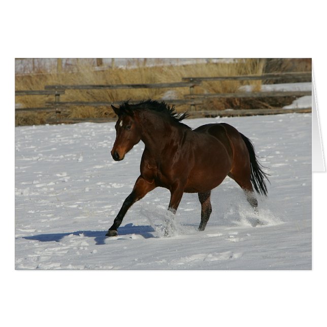 雪の純血種の馬のランニング (正面横)