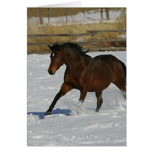雪の純血種の馬のランニング