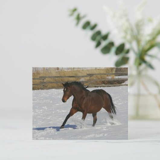雪の純血種の馬のランニング ポストカード (スタンド正面)