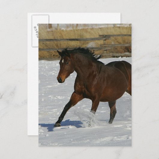 雪の純血種の馬のランニング ポストカード (正面/裏面)