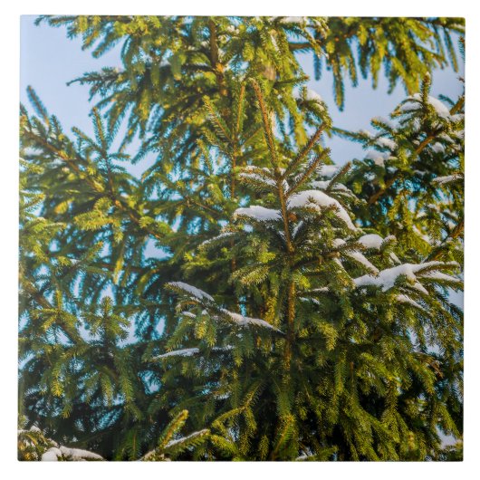 雪の緑のクリスマスツリー タイル (正面)