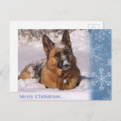 雪の美しいジャーマン・シェパード犬 シーズンポストカード (正面/裏面)