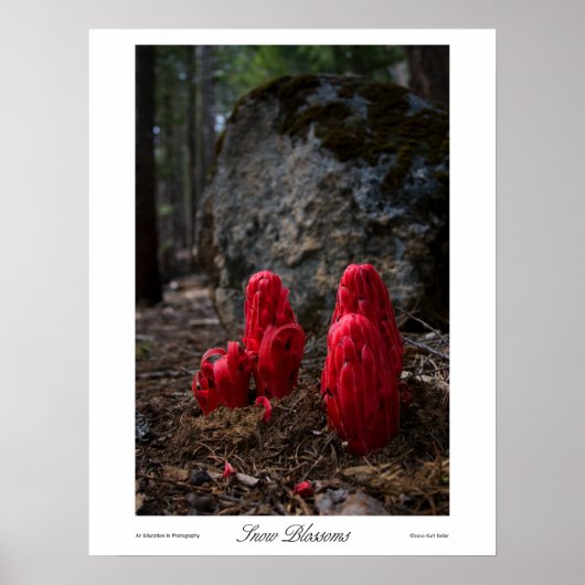 雪の花のプリント ポスター (正面)