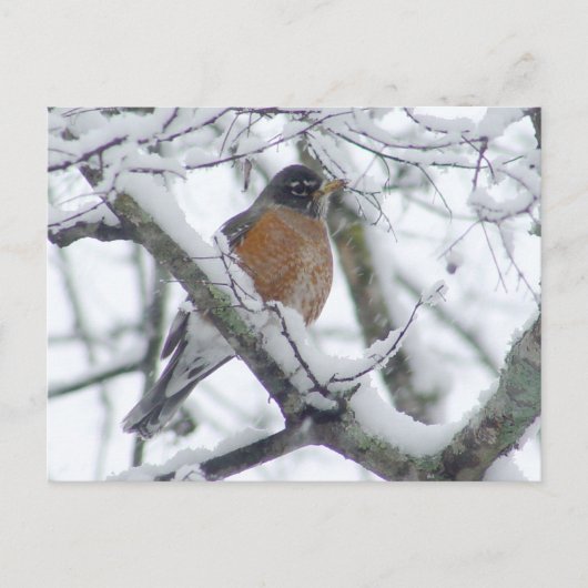 『雪の葉書』 ポストカード (正面)