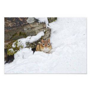 雪の薄ら寒く小さいシマリス フォトプリント