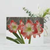 雪の赤いアマリリス ホリデー ウィンター フラワーズ シーズンカード (スタンド正面)