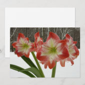 雪の赤いアマリリス ホリデー ウィンター フラワーズ シーズンカード (正面/裏面)