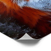 雪の赤いキツネの写真 ポスター (角)