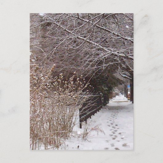 雪の足跡 ポストカード (正面)