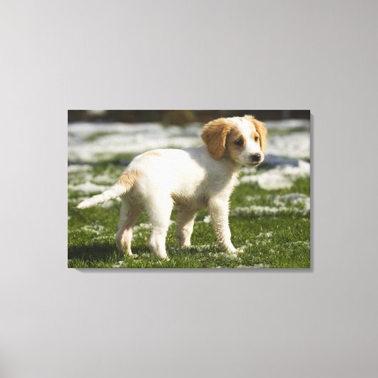 雪の遊中で子犬 キャンバスプリント (正面)