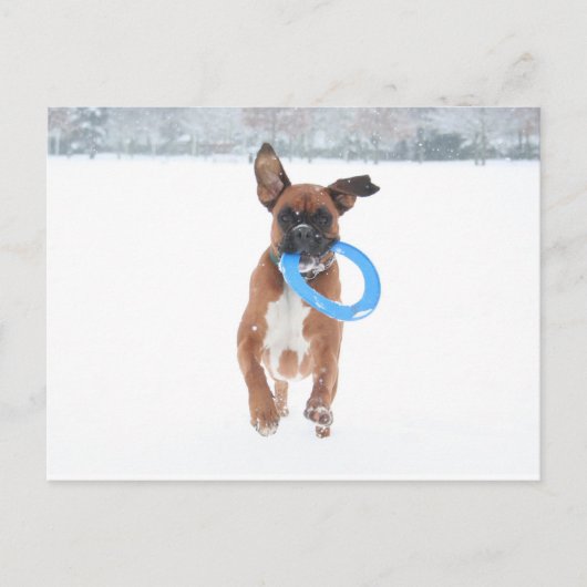 雪の遊中のジョリーの金髪 ポストカード (正面)