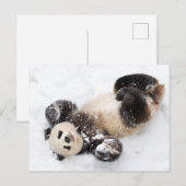 雪の遊冬のパンダの写真 ポストカード (正面/裏面)