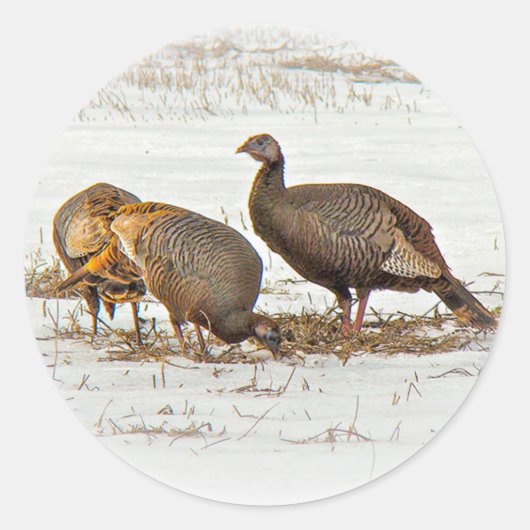 雪の野生の七面鳥 ラウンドシール (正面)